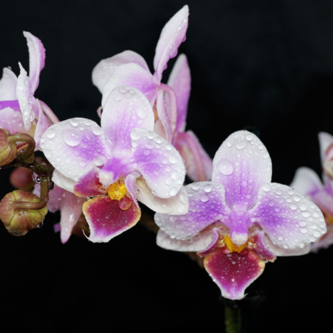 Phalaenopsis cv