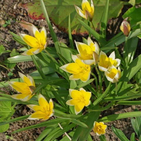 Tulipa urumiensis
