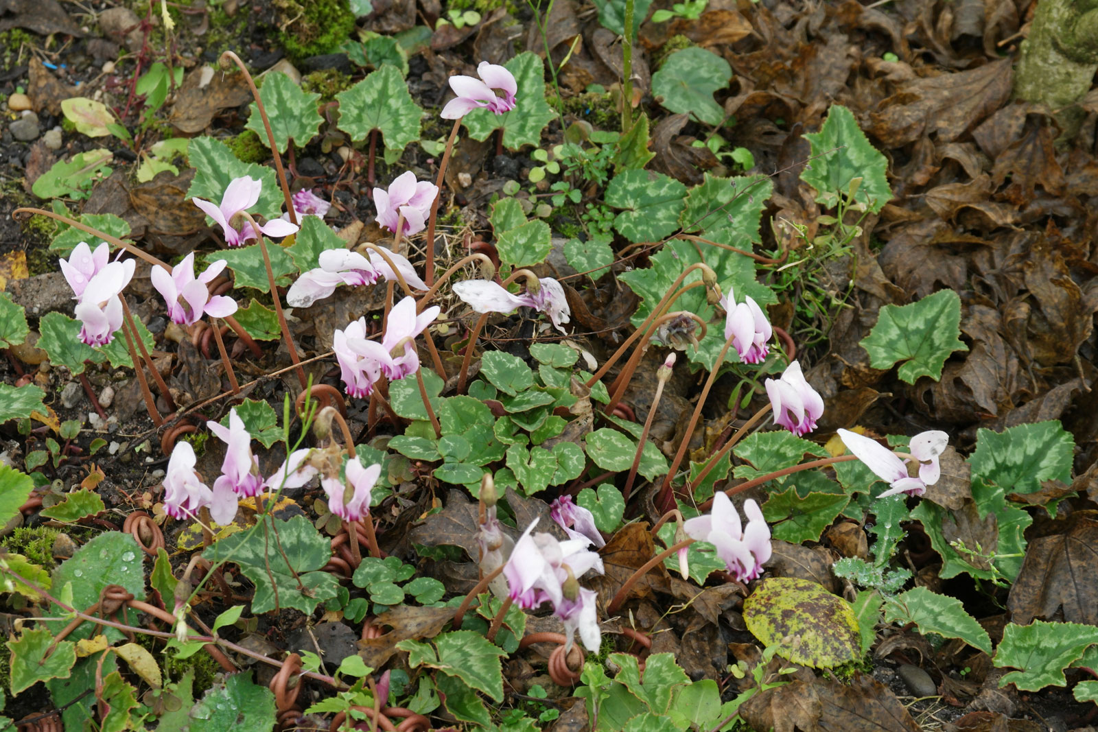 cyclamen-hederifolium-4