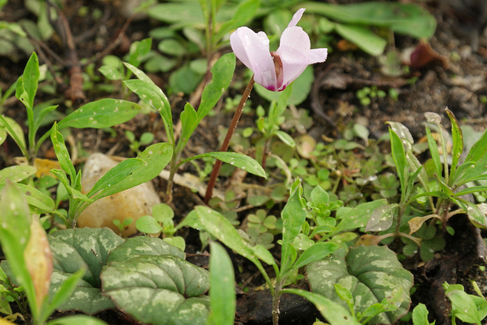 cyclamen-hederifolium-5