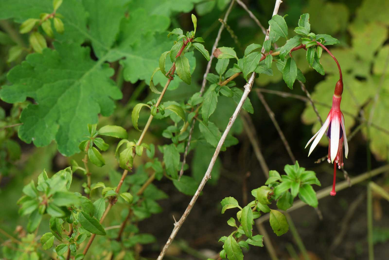 Fuchsia magellanica arauco