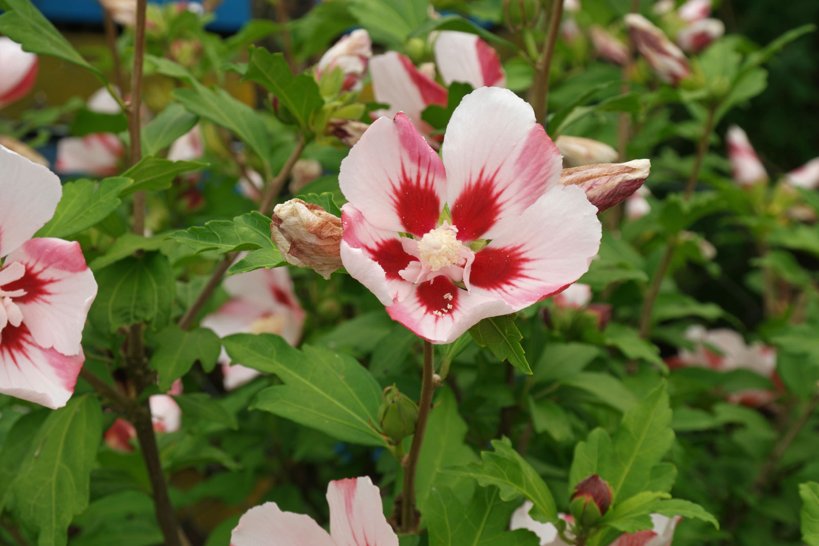 hibiscus-syriacus-1