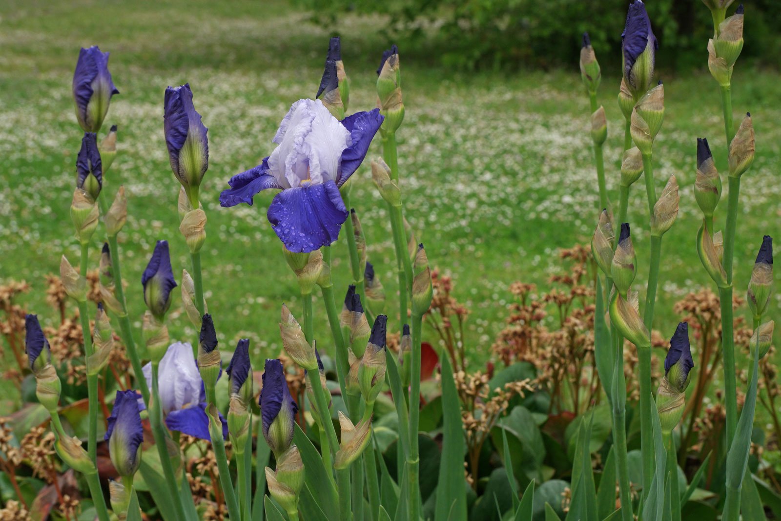 Iris × barbata