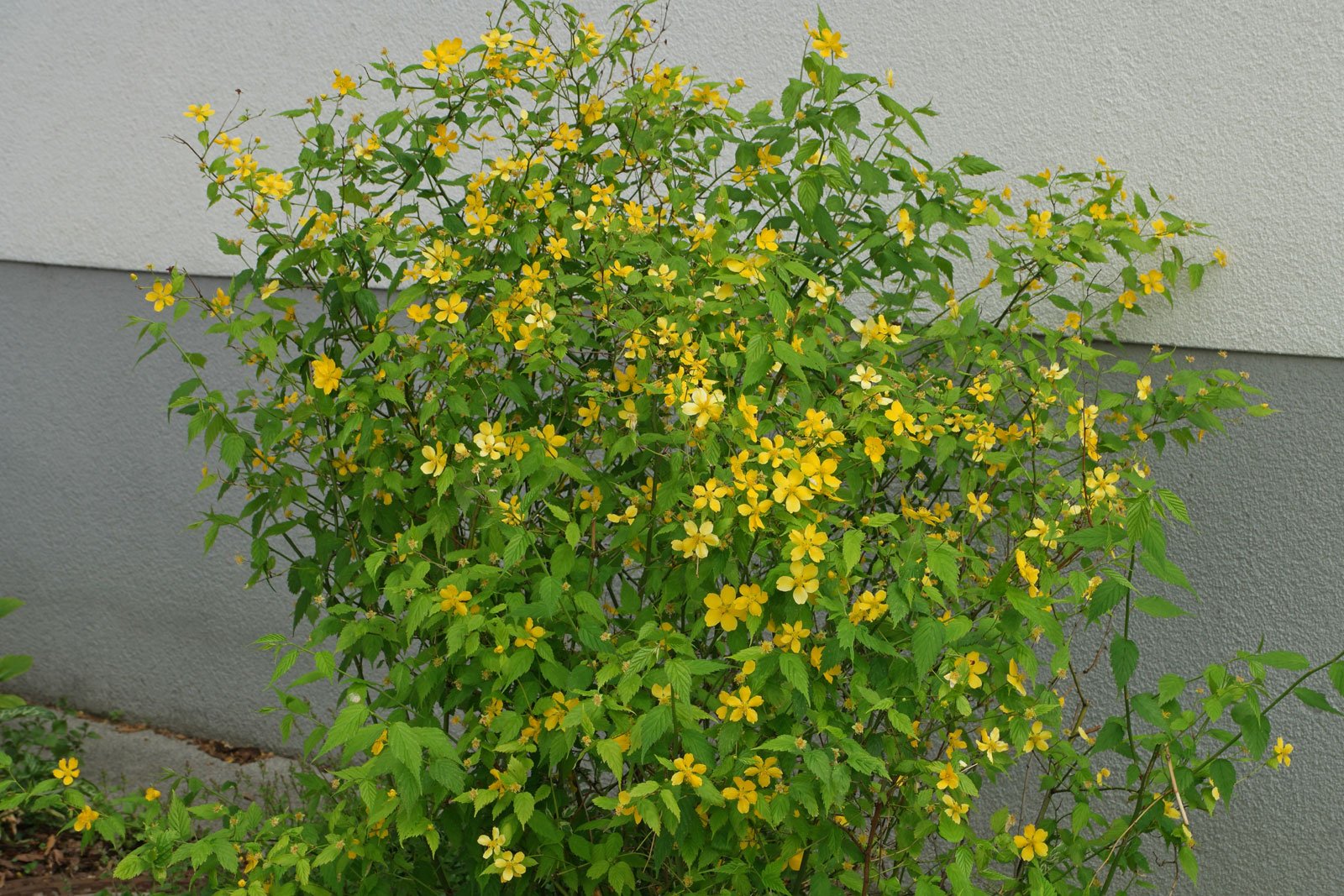 Kerria japonica