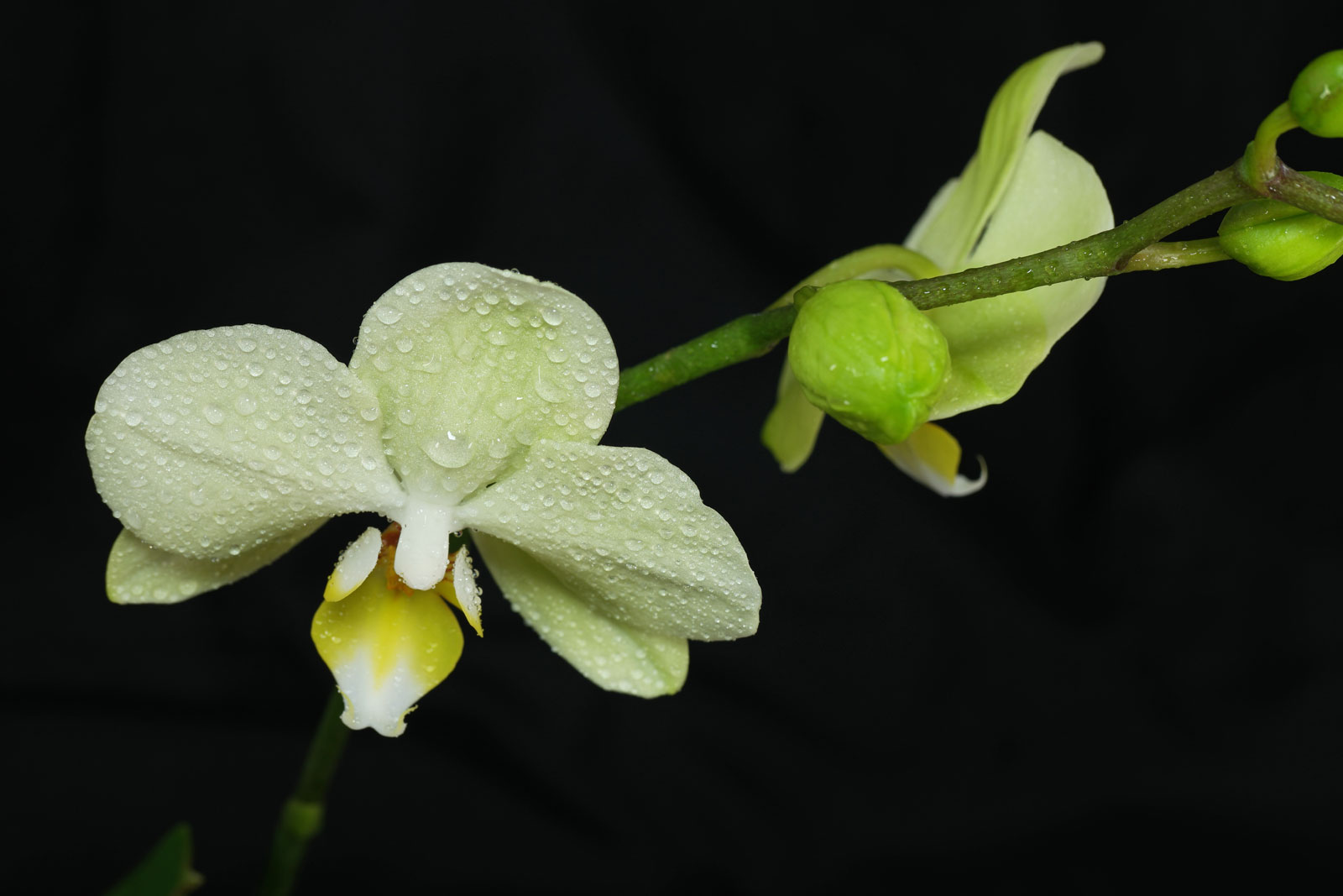 phalaenopsis-cv-1