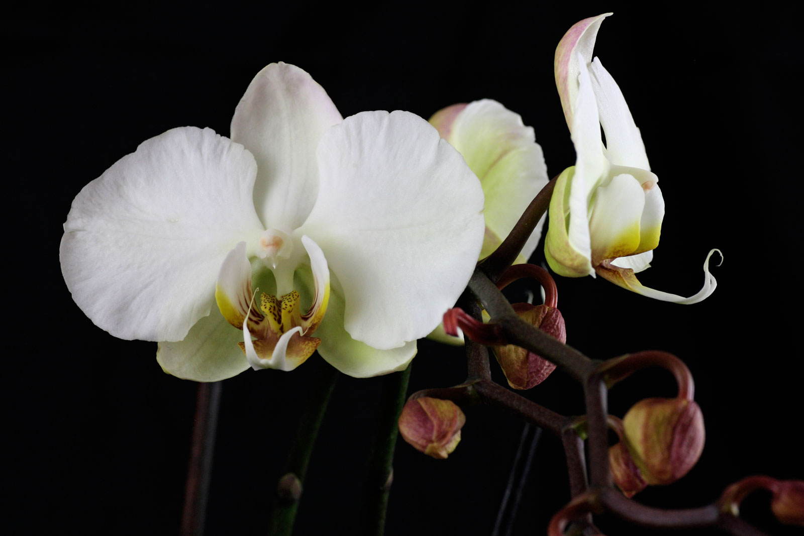 phalaenopsis-cv-2