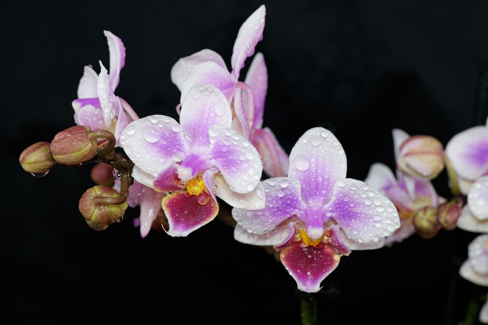 phalaenopsis-cv