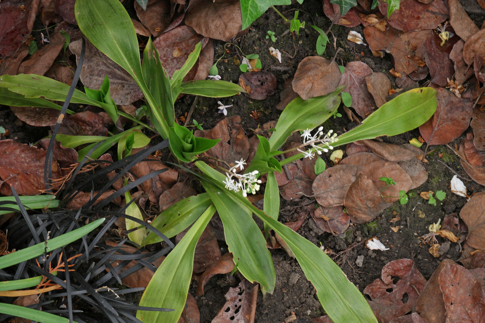 speirantha-gardenii-2