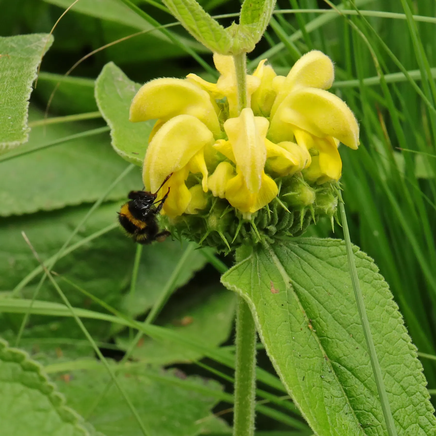 A bumblebee pollinates Turkish Sage