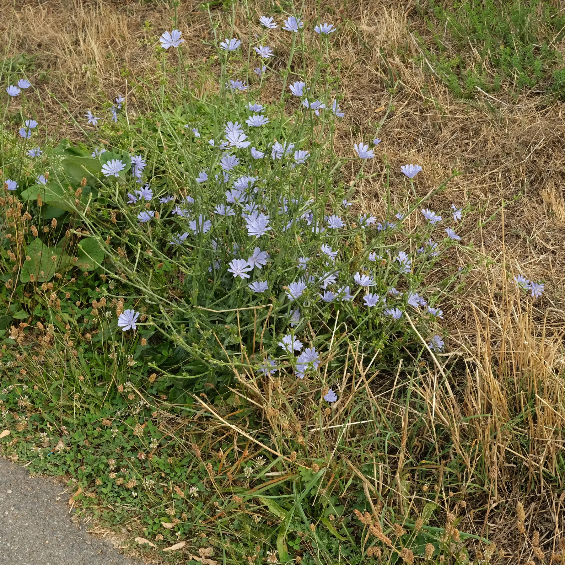 Chicory along the wayside