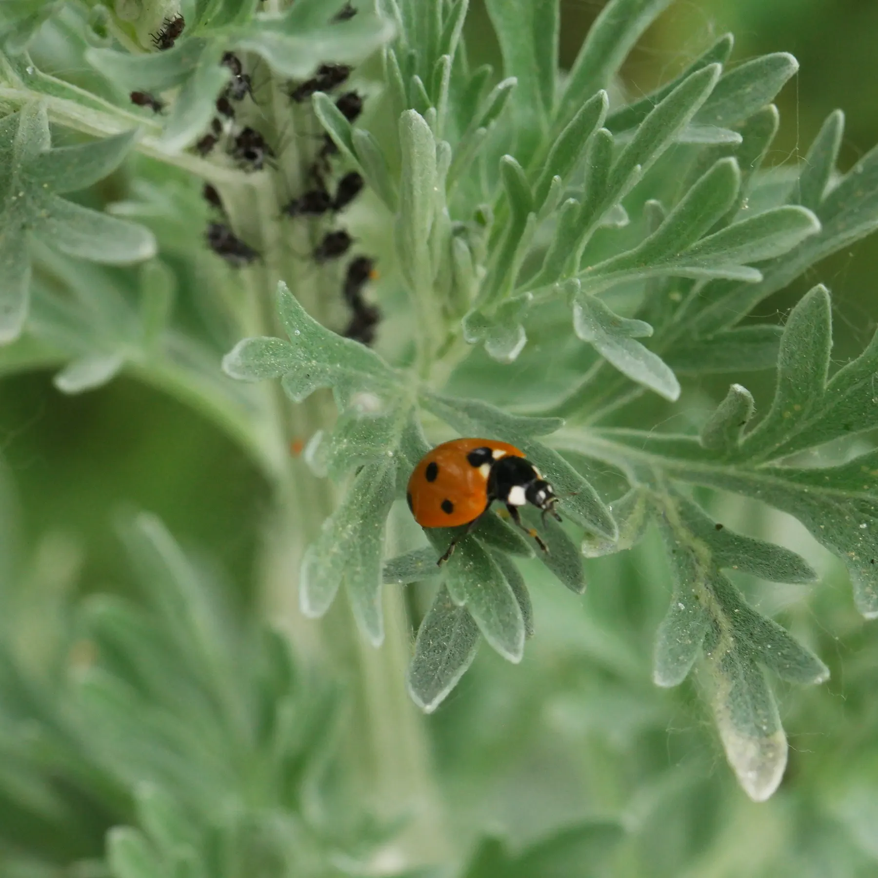 Ladybug on Wormwood