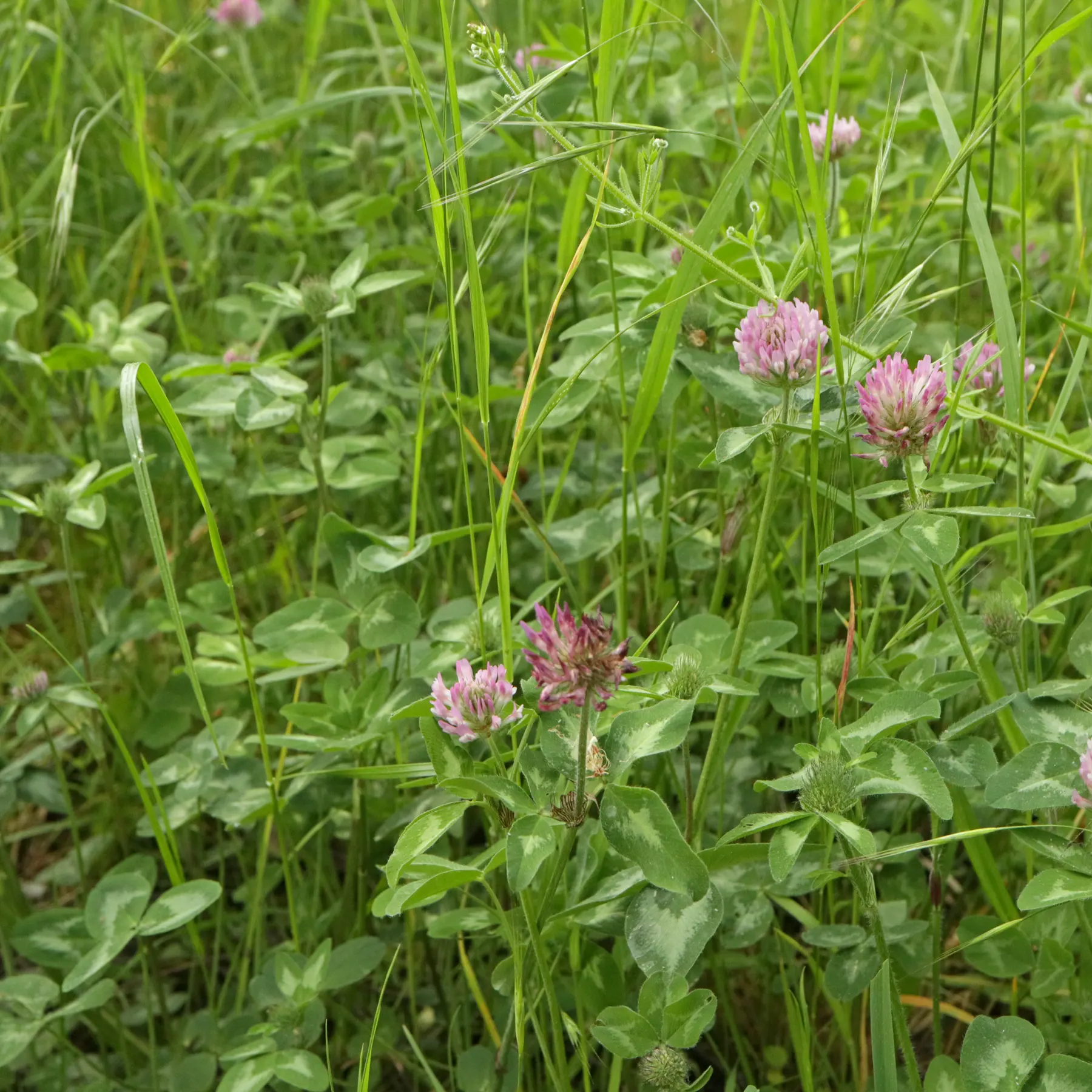 Red Clover in meadow
