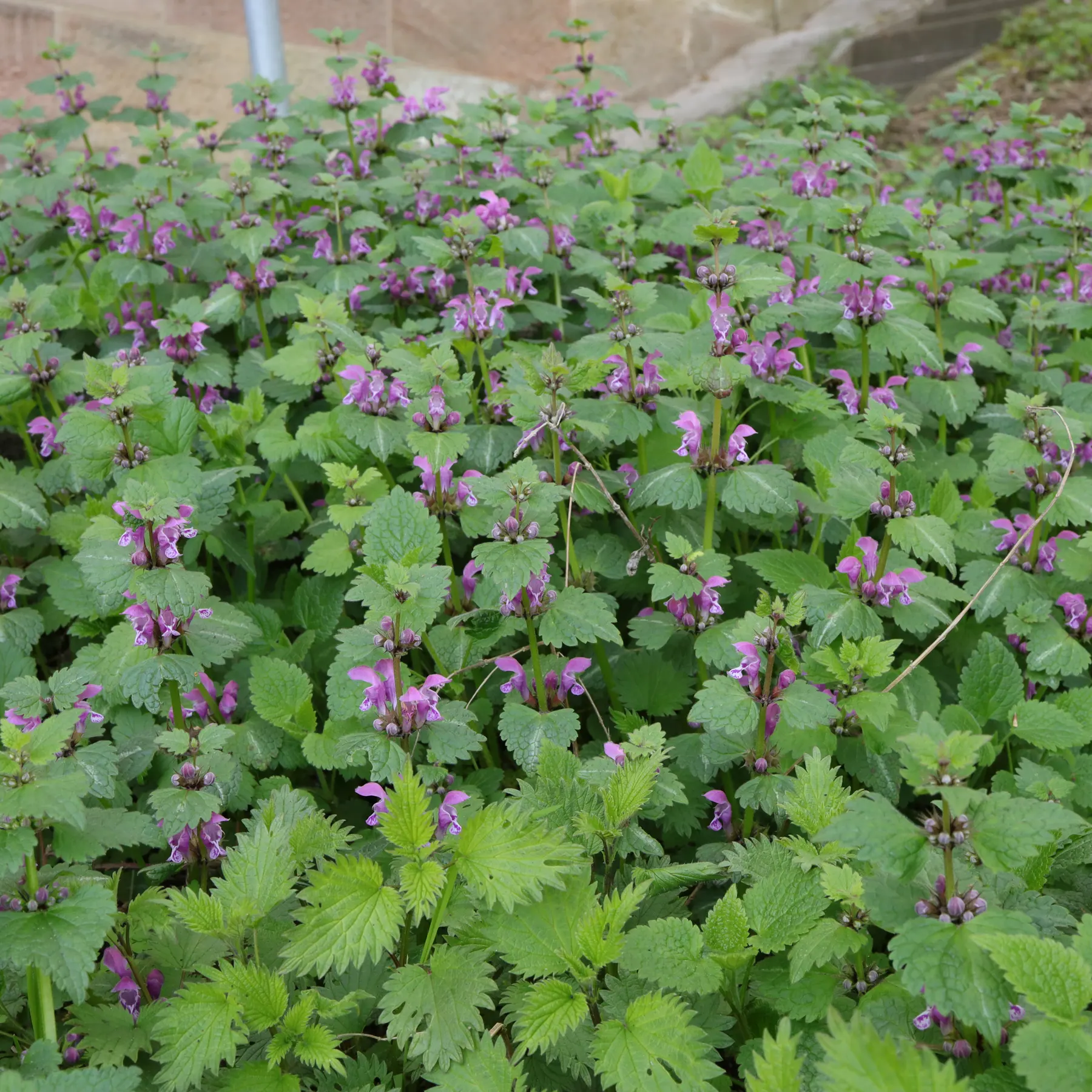 Spotted dead nettle by the wayside