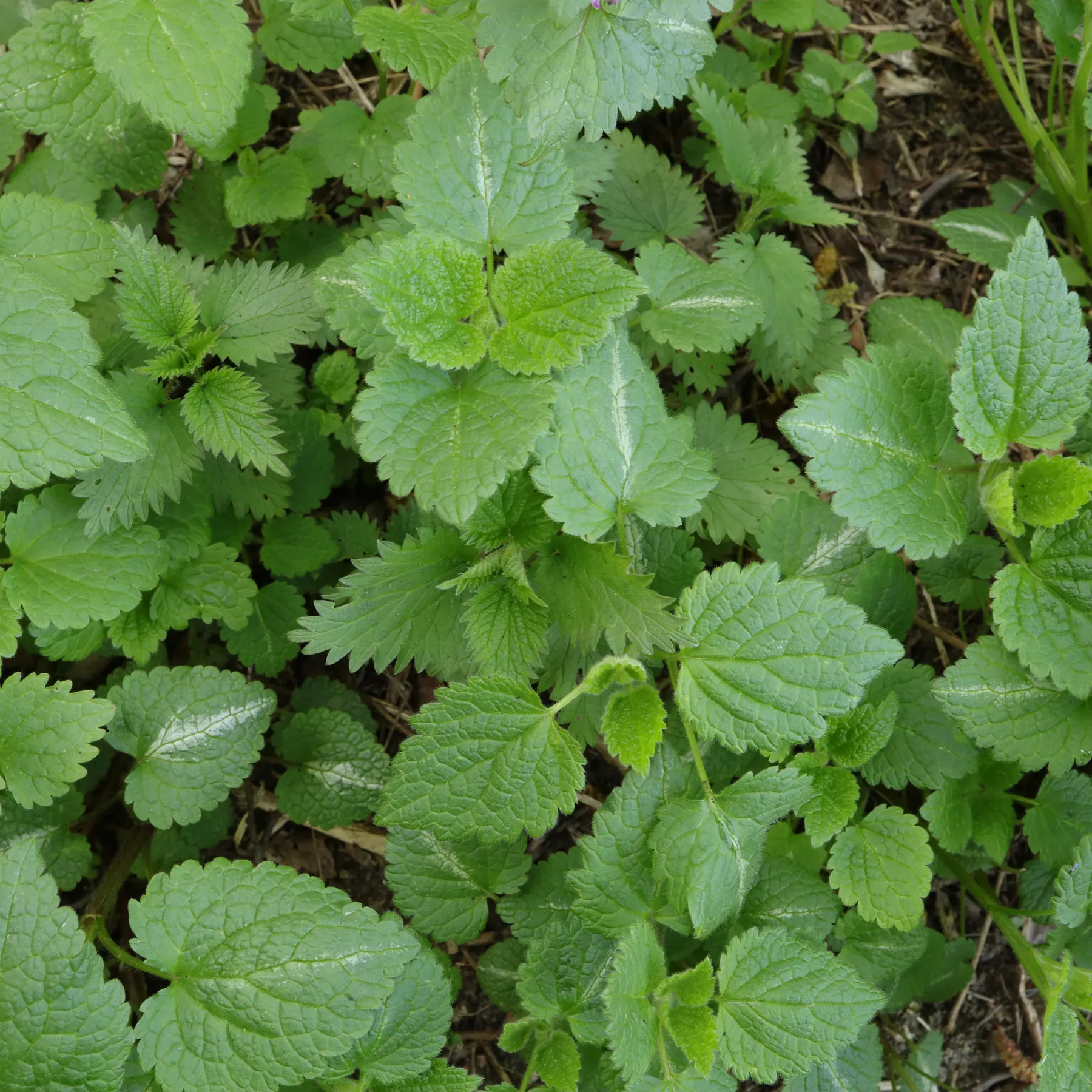 Spotted dead nettle with striped leaves