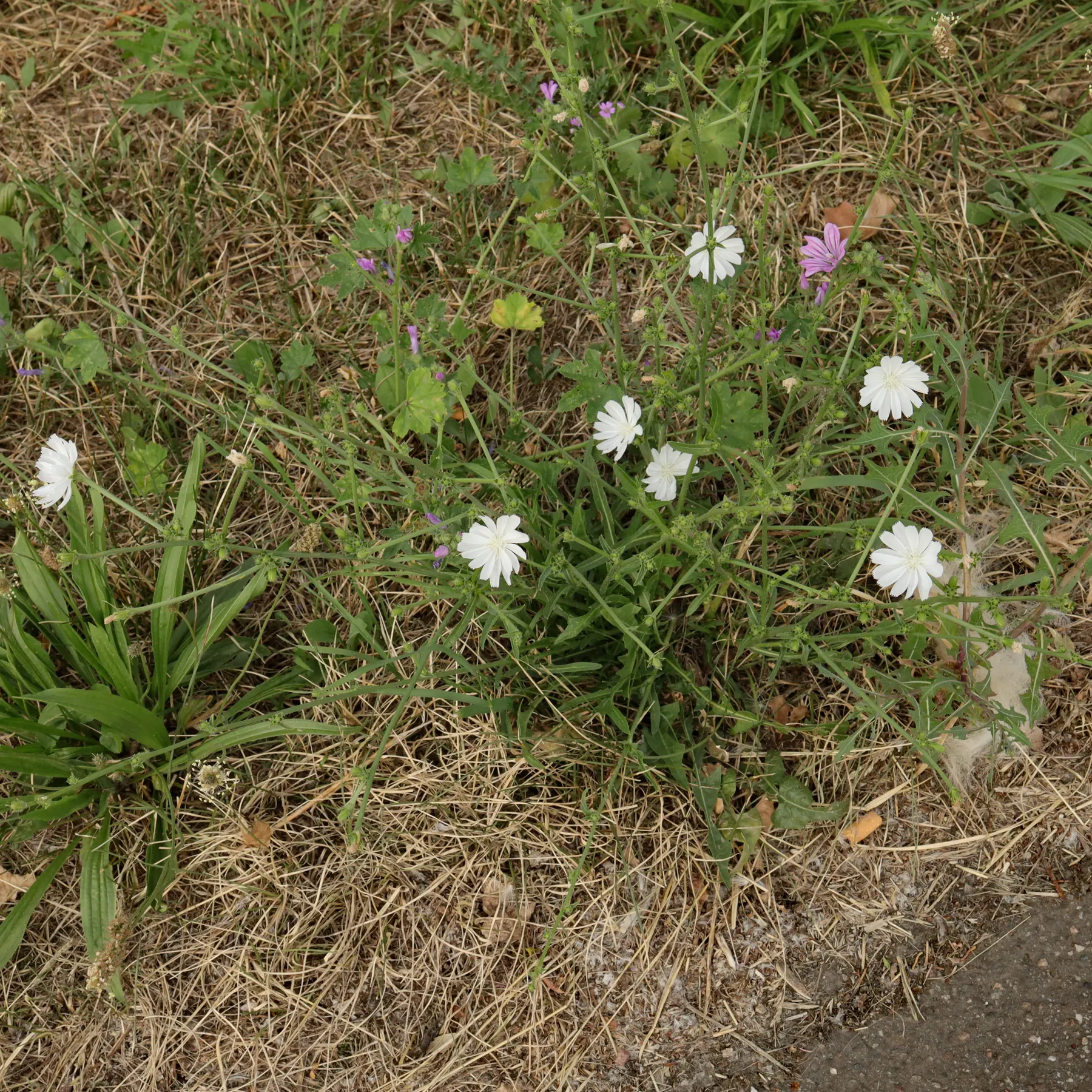 a white flowering Chicory along the wayside