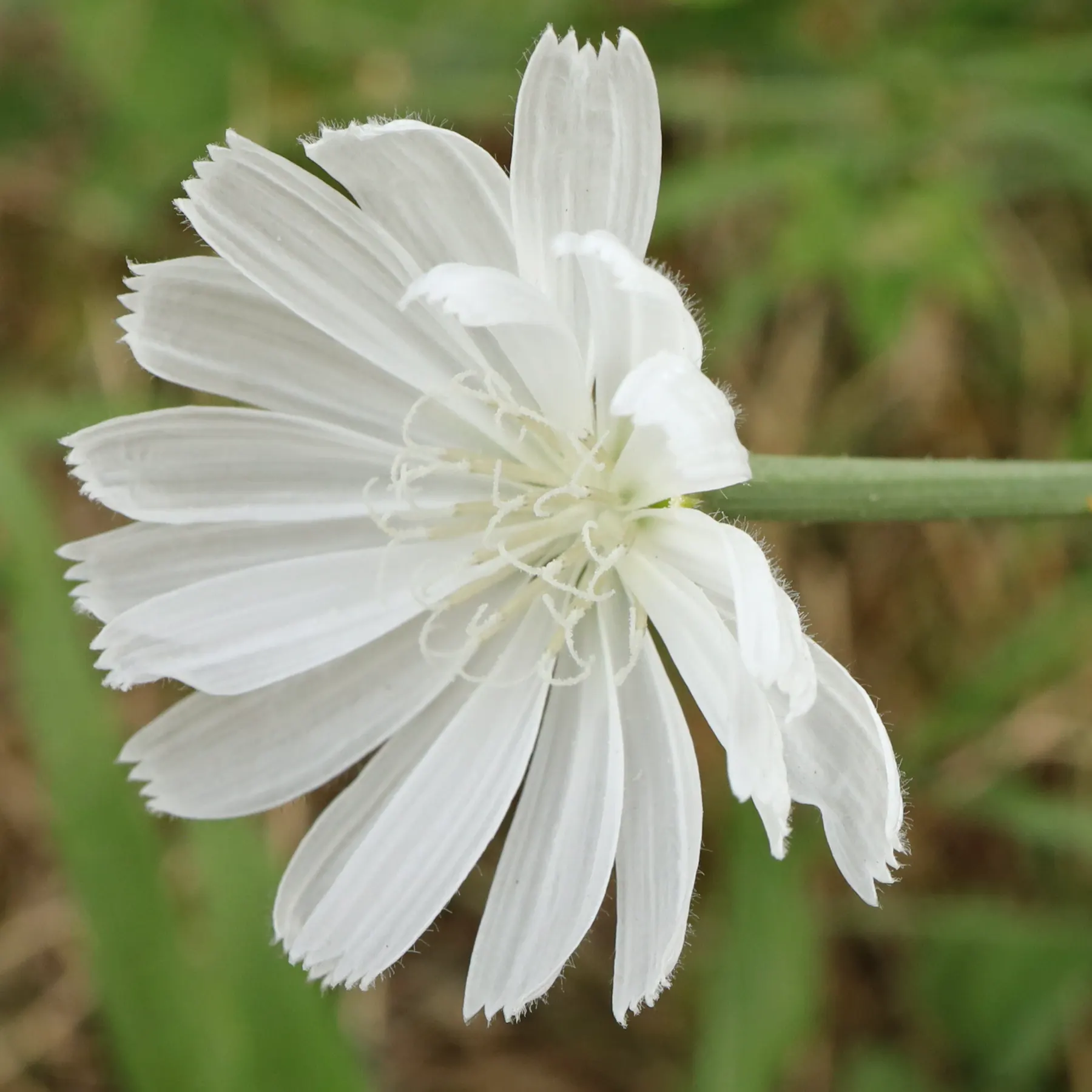 white flowering Chicory