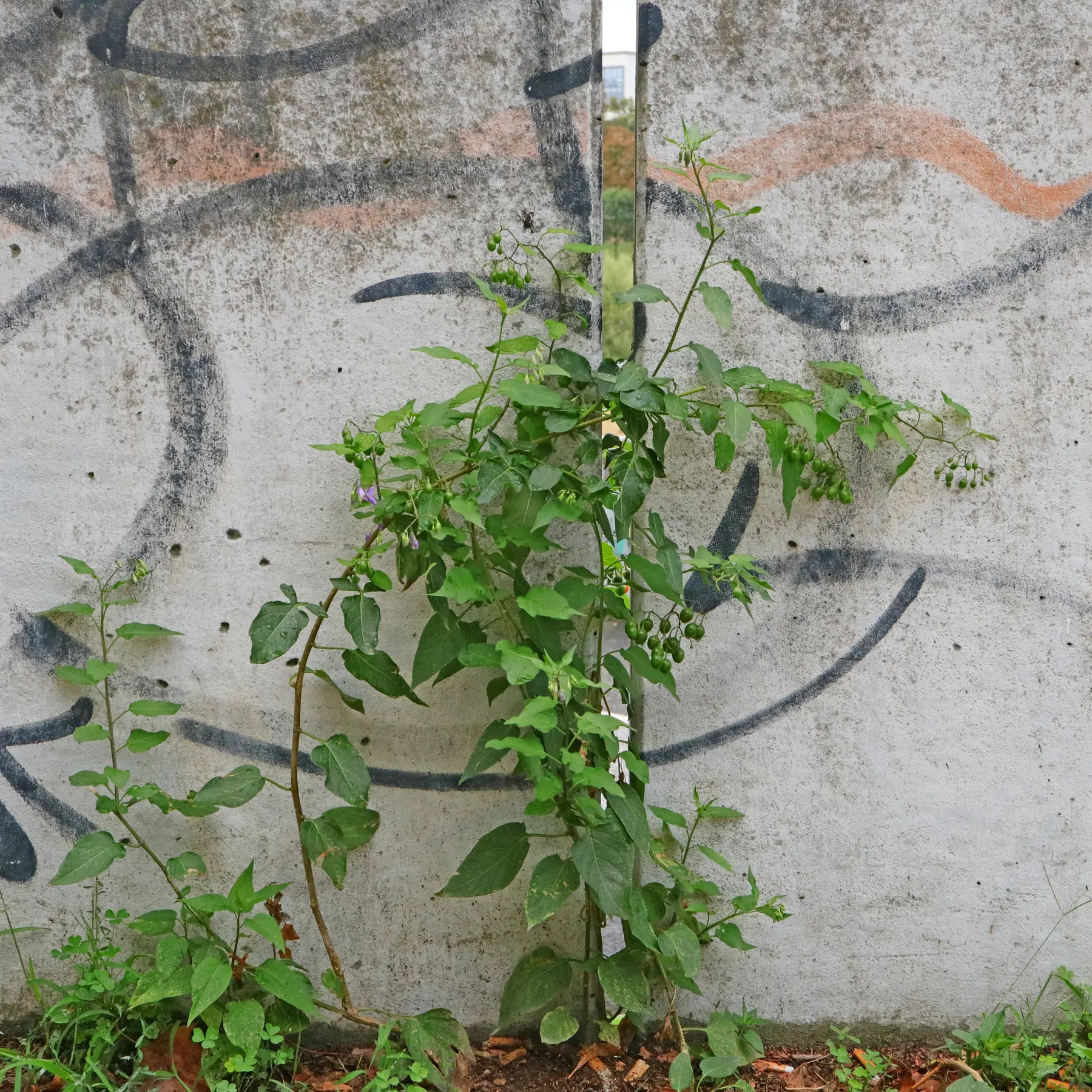 Solanum dulcamara on a wall