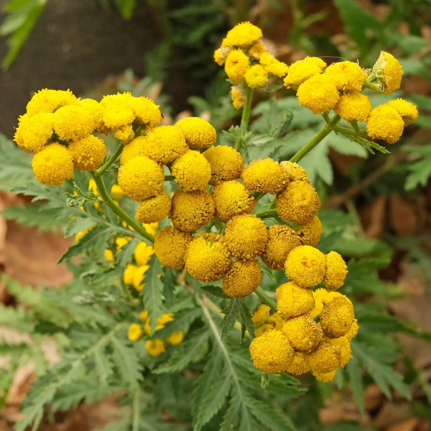 flowering Tansy