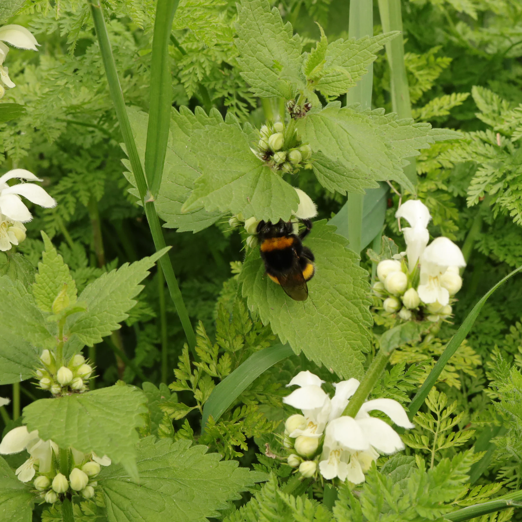 Bumblebee pollinating white dead nettle