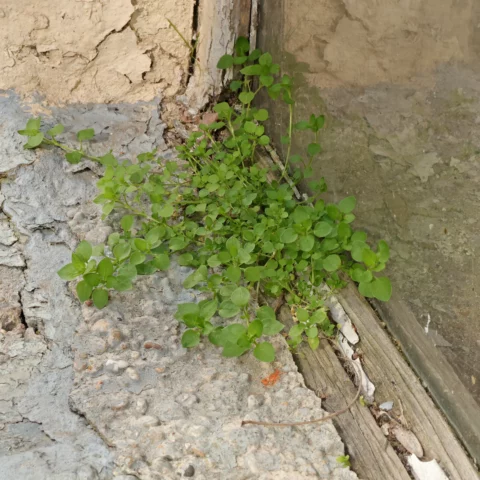 Chickweed on the windowsill of a condemned house