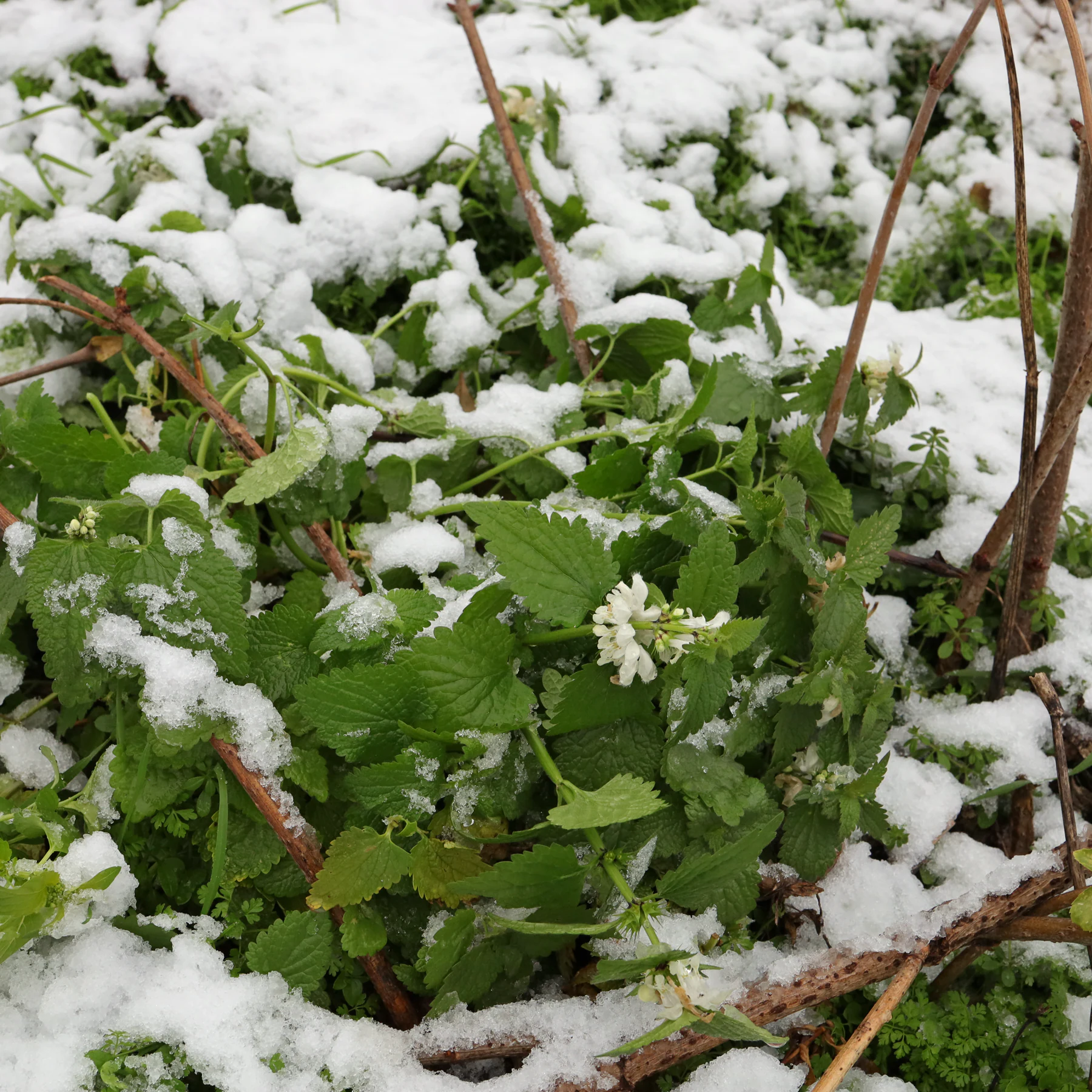 Lamium album in the snow
