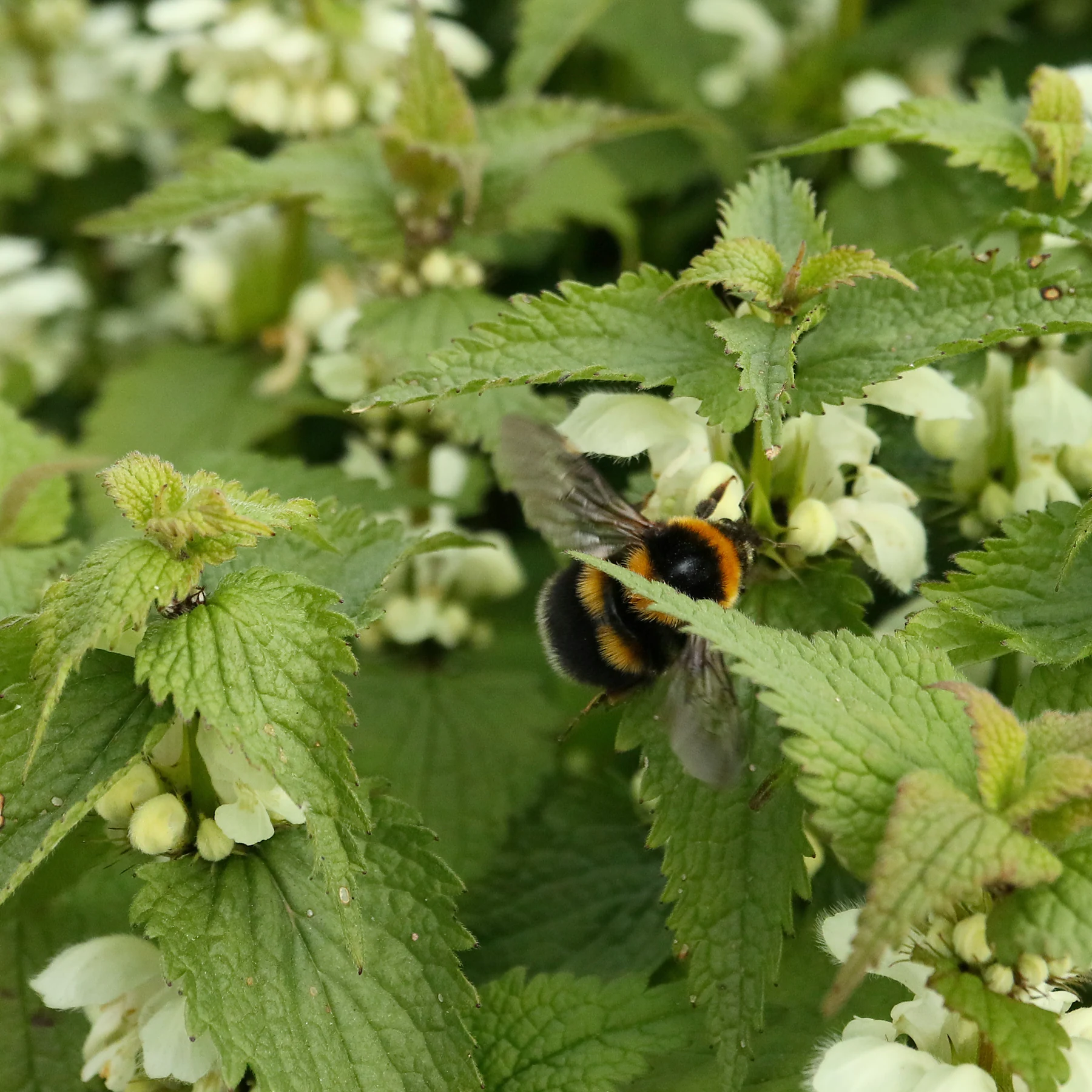 garden bumblebee Bombus hortorum